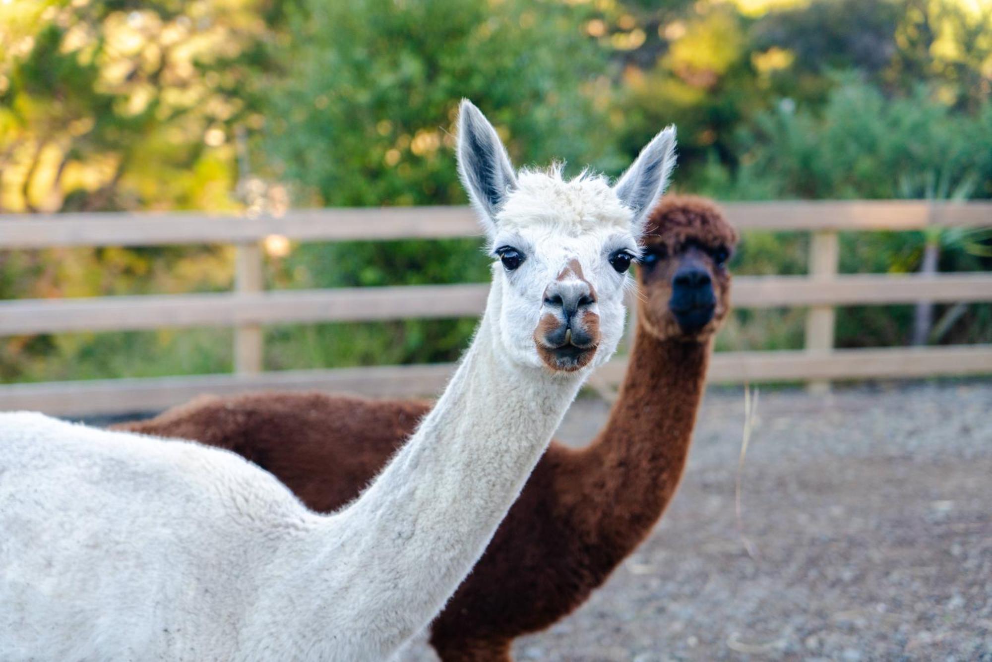 Apartamento Alpaca Manor Auckland Exterior foto