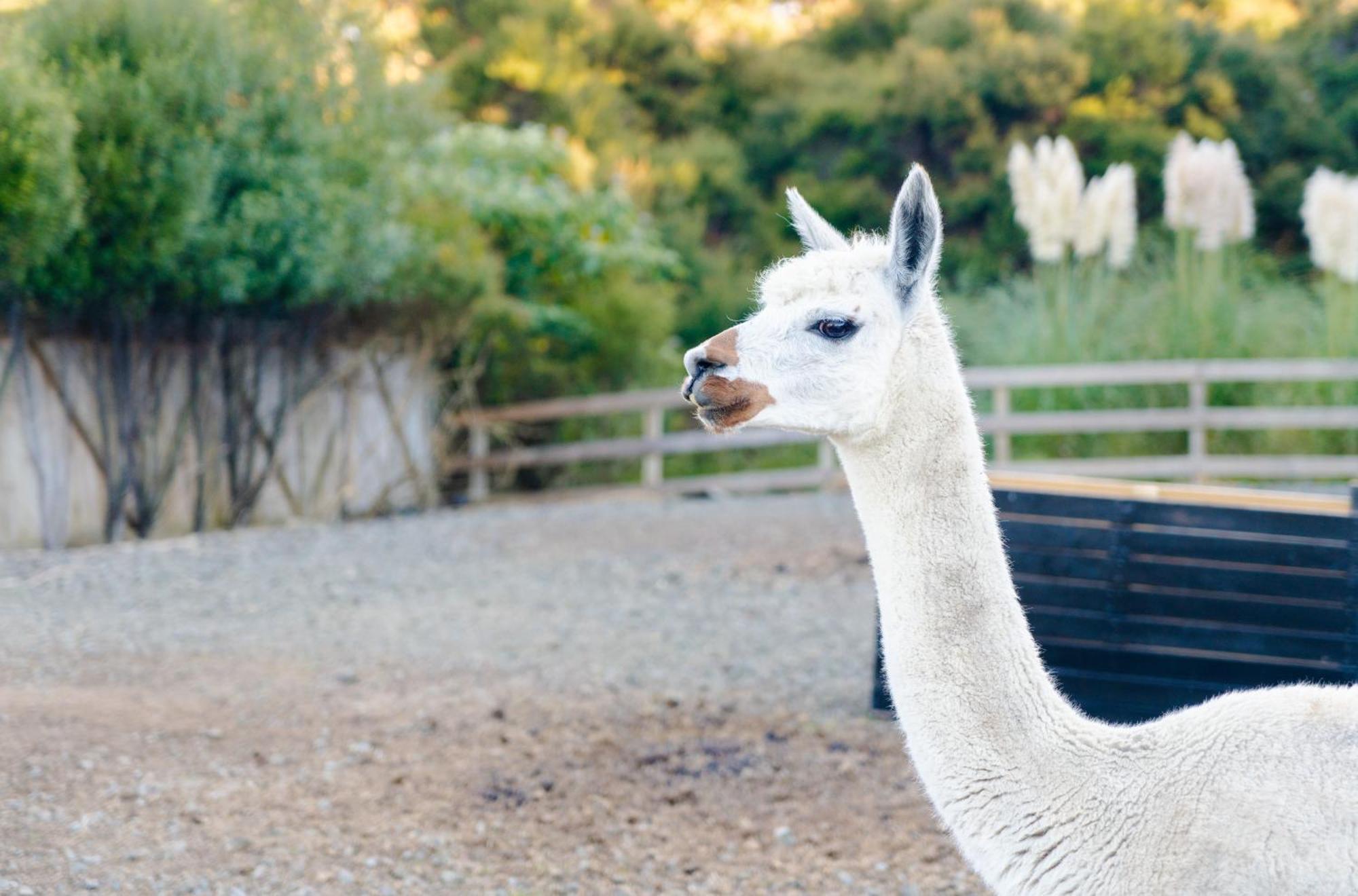 Apartamento Alpaca Manor Auckland Exterior foto