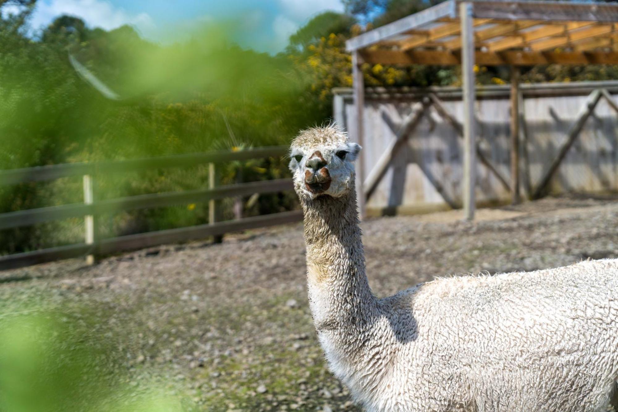 Apartamento Alpaca Manor Auckland Exterior foto